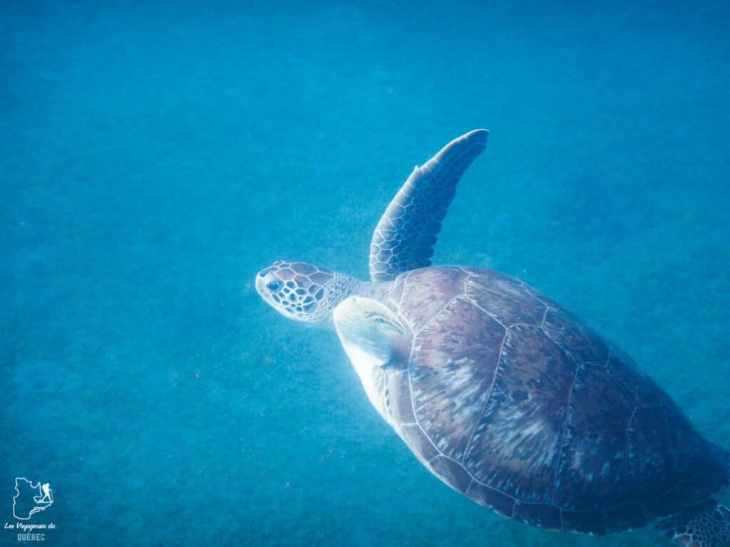 Nager avec les tortues à l'Anse Dufour en Martinique dans notre article Que faire en Martinique : 10 incontournables à visiter sur l’île aux fleurs #martinique #france #caraibes #antilles #amerique #voyage #ile