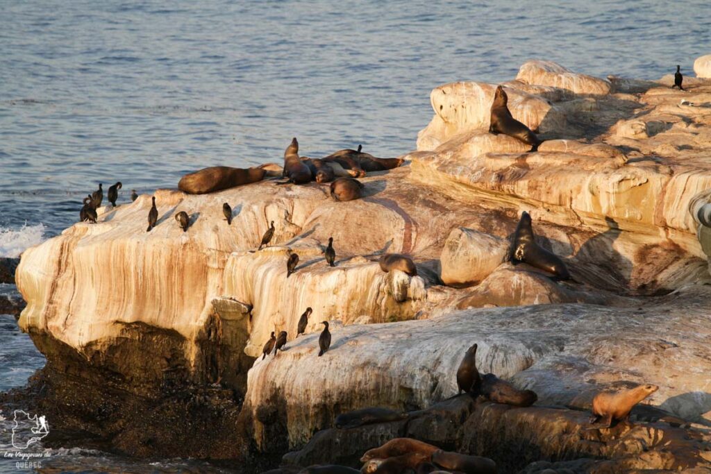 Lions de mer à Jolla Cove à San Diego dans notre article Visiter San Diego aux USA : Que voir et que faire à San Diego en 3 jours #sandiego #californie #usa #voyage
