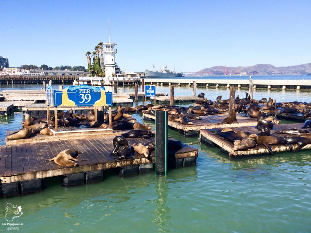 Pier 39 de San Francisco dans notre article Que voir à San Francisco aux USA : ma découverte de la ville en 7 jours #sanfrancisco #californie #usa #etatsunis #voyage