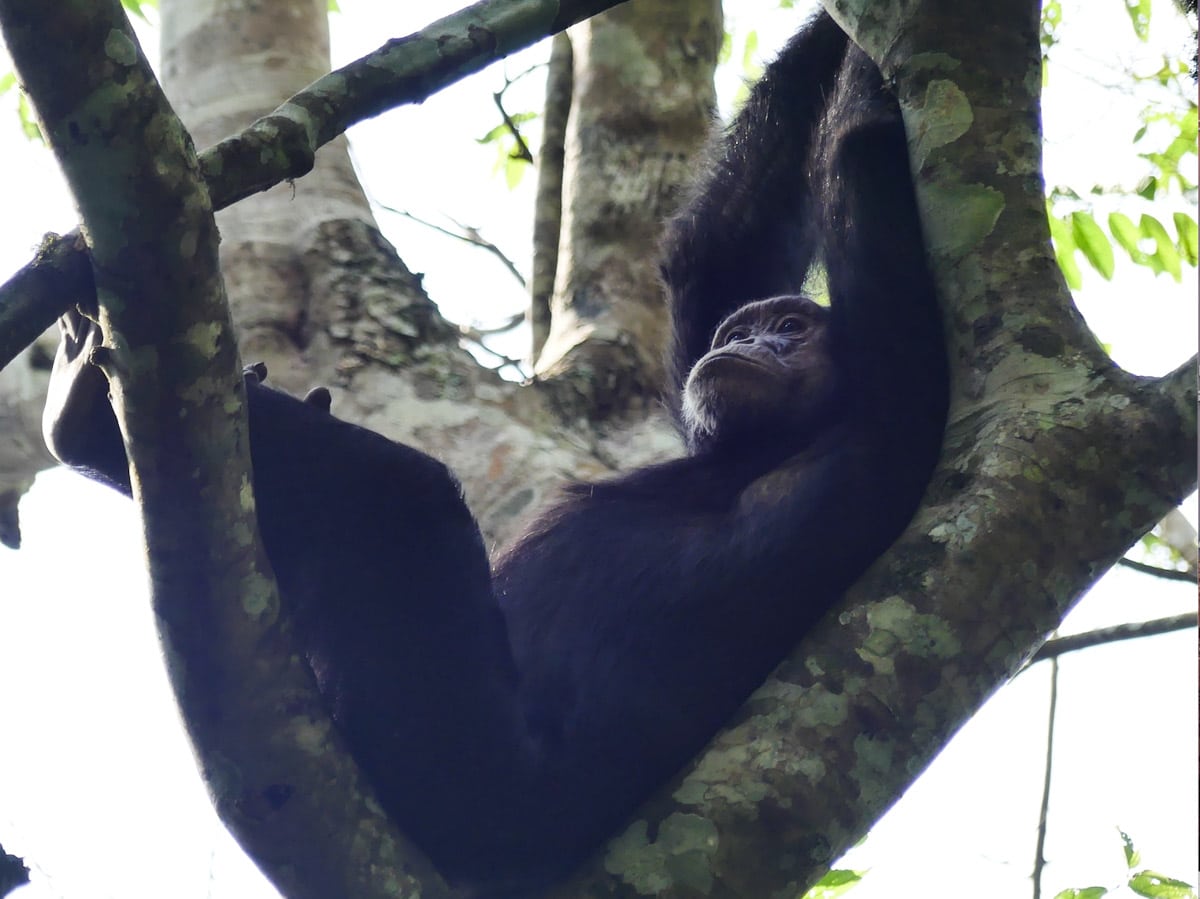 Observation des chimpanzés dans le Parc national de Kibale en Ouganda dans notre article Observation des gorilles de montagne en Ouganda à la Bwindi impenetrable forest #ouganda #gorille #singe #afrique #voyage #safari