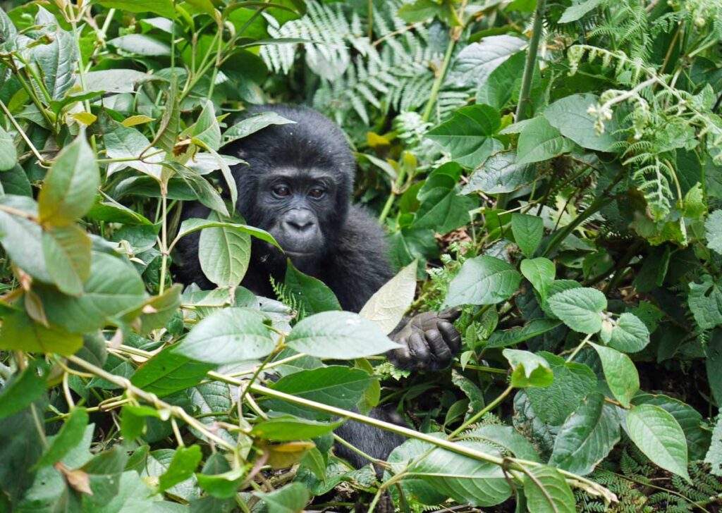 Observation de gorilles de montagne en Ouganda dans notre article Observation des gorilles de montagne en Ouganda à la Bwindi impenetrable forest #ouganda #gorille #singe #afrique #voyage #safari