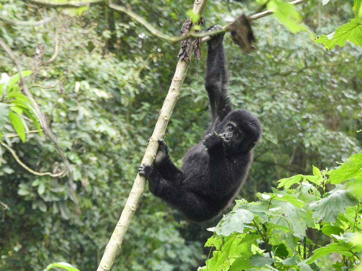 Gorille adolescent en Ouganda dans notre article Observation des gorilles de montagne en Ouganda à la Bwindi impenetrable forest #ouganda #gorille #singe #afrique #voyage #safari