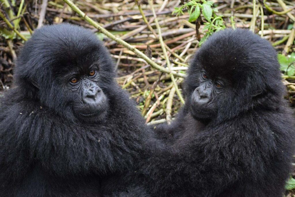 Rencontre avec une famille d gorilles en Ouganda dans notre article Observation des gorilles de montagne en Ouganda à la Bwindi impenetrable forest #ouganda #gorille #singe #afrique #voyage #safari
