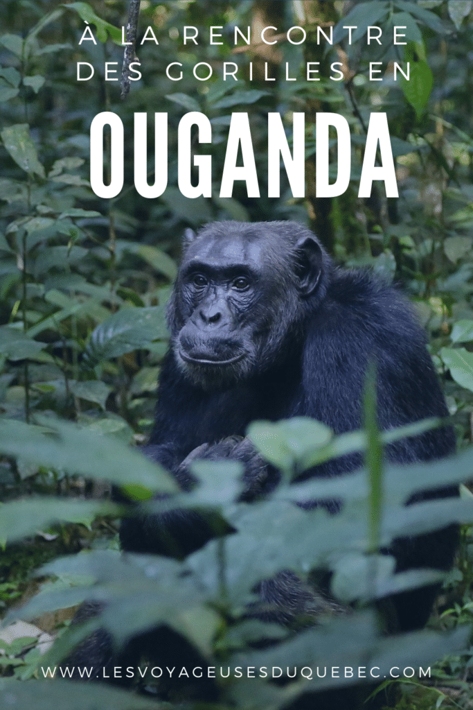 Voyage en Ouganda : aller à la rencontre des gorilles de montagne en Ouganda
