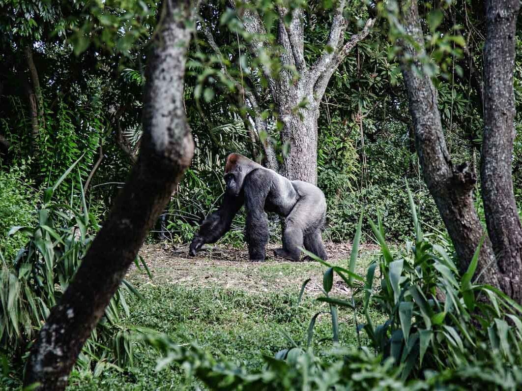 Gorille mâle alpha, silverback, en Ouganda dans notre article Observation des gorilles de montagne en Ouganda à la Bwindi impenetrable forest #ouganda #gorille #singe #afrique #voyage #safari