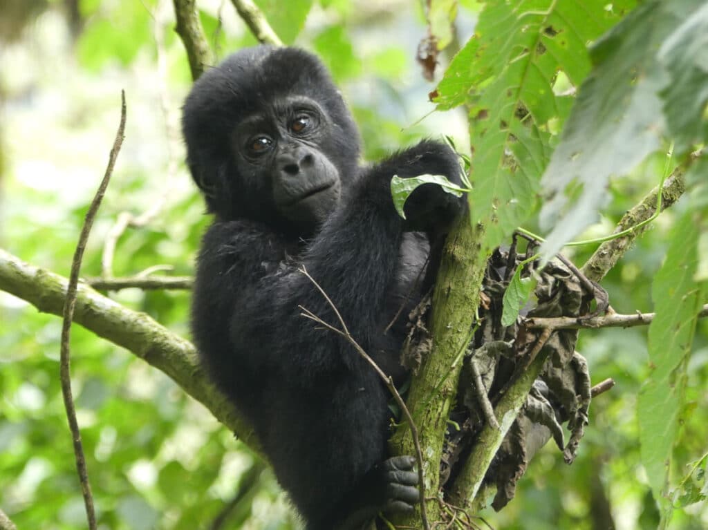 Rencontre avec un jeune gorille de montagne en Ouganda dans notre article Observation des gorilles de montagne en Ouganda à la Bwindi impenetrable forest #ouganda #gorille #singe #afrique #voyage #safari