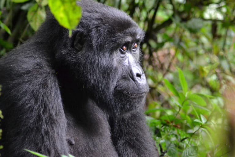 Observation des gorilles de montagne en Ouganda à la Bwindi impenetrable forest #ouganda #gorille #singe #afrique #voyage #safari