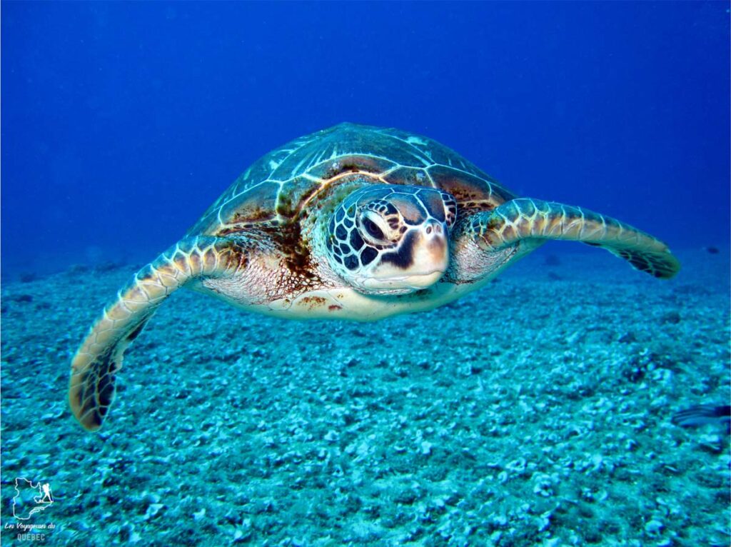 Nager avec les tortues de mer dans le Quintana Roo au Mexique dans notre article Quoi faire à Playa del Carmen et dans le Quintana Roo au Mexique en indépendant #playadelcarmen #quintanaroo #mexique #voyage #caraibes #yucatan