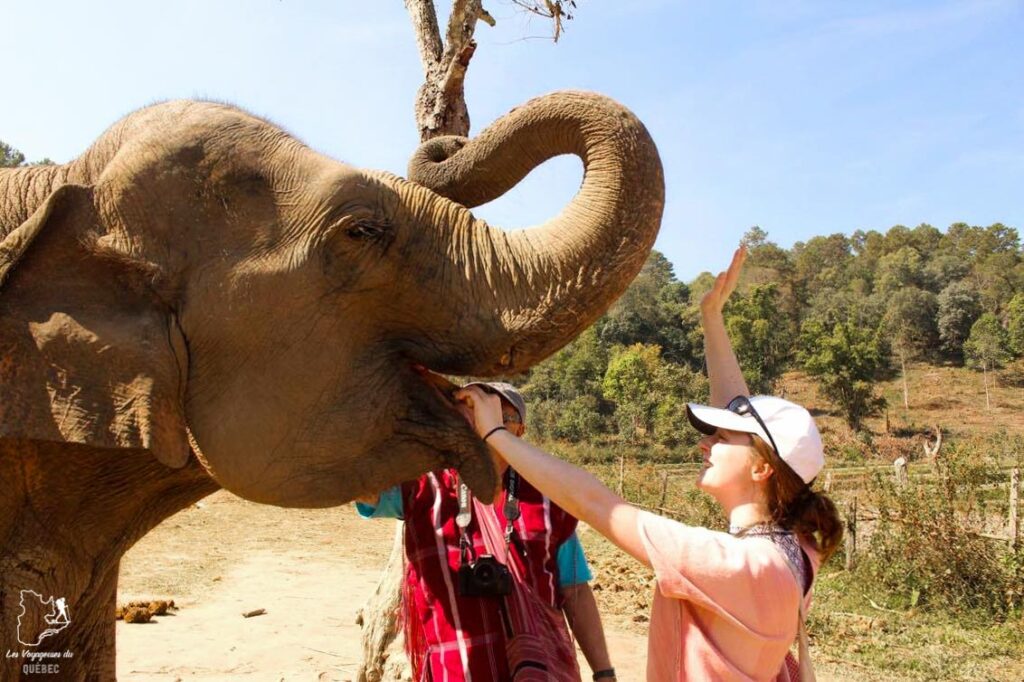 Sanctuaire d'éléphants à Chiang Mai en Thaïlande dans notre article Premier séjour en Thaïlande : 10 incontournables en Thaïlande à voir et faire #thailande #asiedusudest #asie #voyage