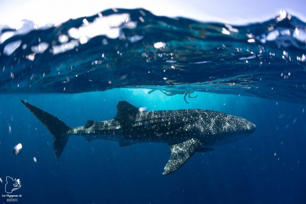 Plongée avec des requins-baleines en Australie dans notre article Tout savoir pour préparer son road trip en van en Australie #australie #roadtrip #van #voyage