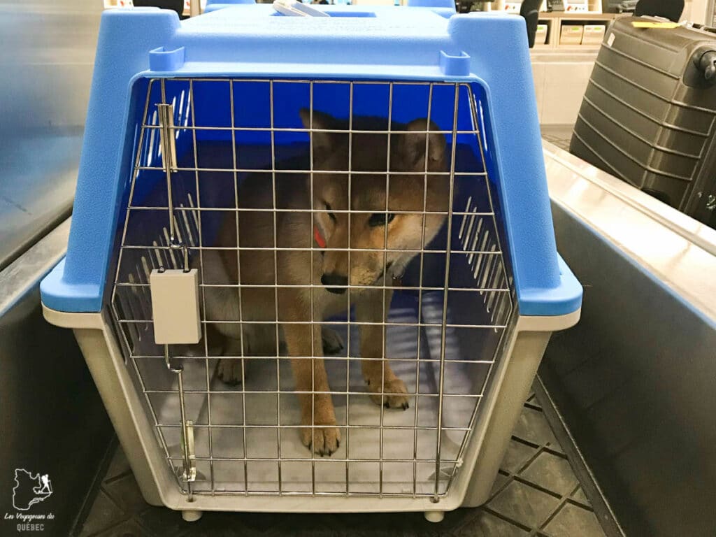 Notre chien en cage au moment de le ramener au Canada dans notre article Ramener un chien de l'étranger, quand rien ne se passe comme prévu #chien #voyage #anecdote