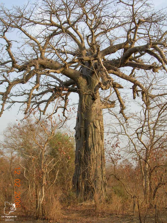 Un Baobab dans le Parc national de la Pendjari au Bénin en Afrique dans notre article Voyage au Bénin: Le Bénin en Afrique en 8 incontournables à visiter #benin #afrique #voyage