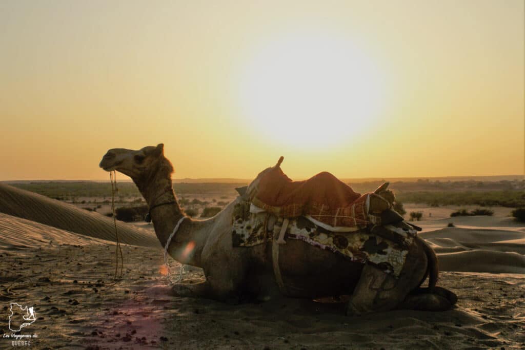 Balade en chameau dans le désert de Thar au Rajasthan dans notre article Visiter le Rajasthan en Inde : Itinéraire et conseils pour un voyage dans cet État du Nord de l’Inde #rajasthan #inde #itineraire #voyage