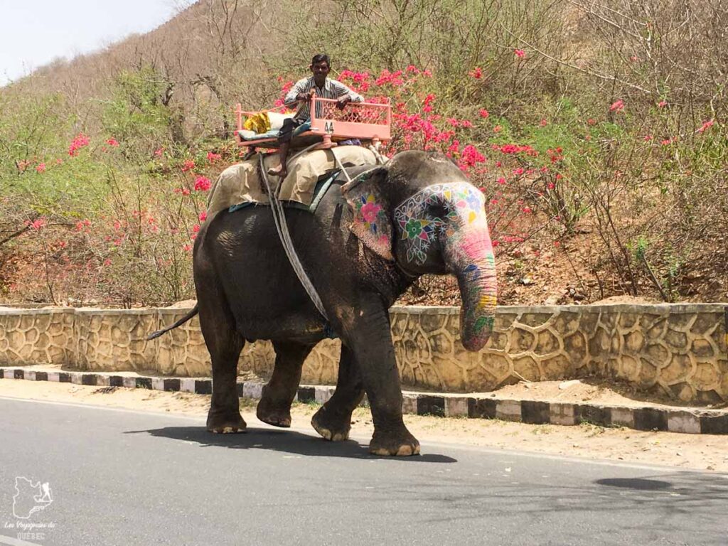 Éléphant à Jaipur dans notre article Visiter le Rajasthan en Inde : Itinéraire et conseils pour un voyage dans cet État du Nord de l’Inde #rajasthan #inde #itineraire #voyage