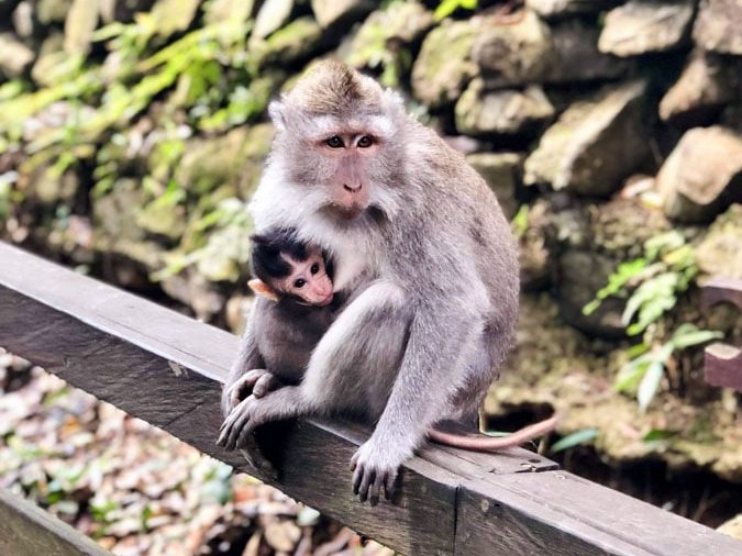 Monkey forest à Ubud à Bali dans notre article Oser partir en voyage au bout du monde malgré des barrières #voyage #oservoyager