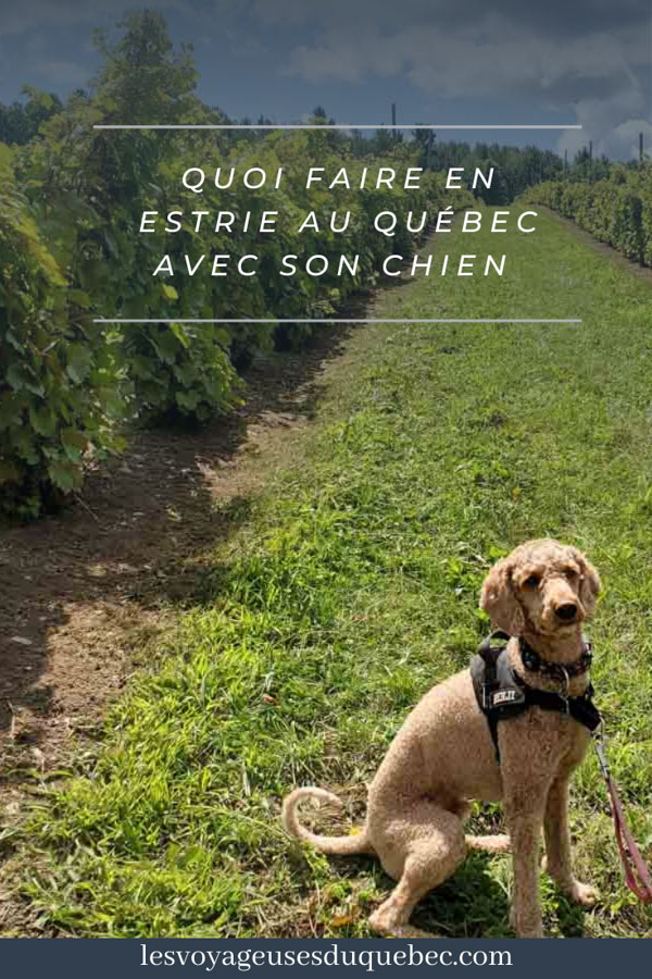 Quoi faire en Estrie avec son chien : mon itinéraire pour visiter l’Estrie avec Pitou #estrie #cantonsdelest #quebec #bonjourquebec #canada #chien #roadtrip