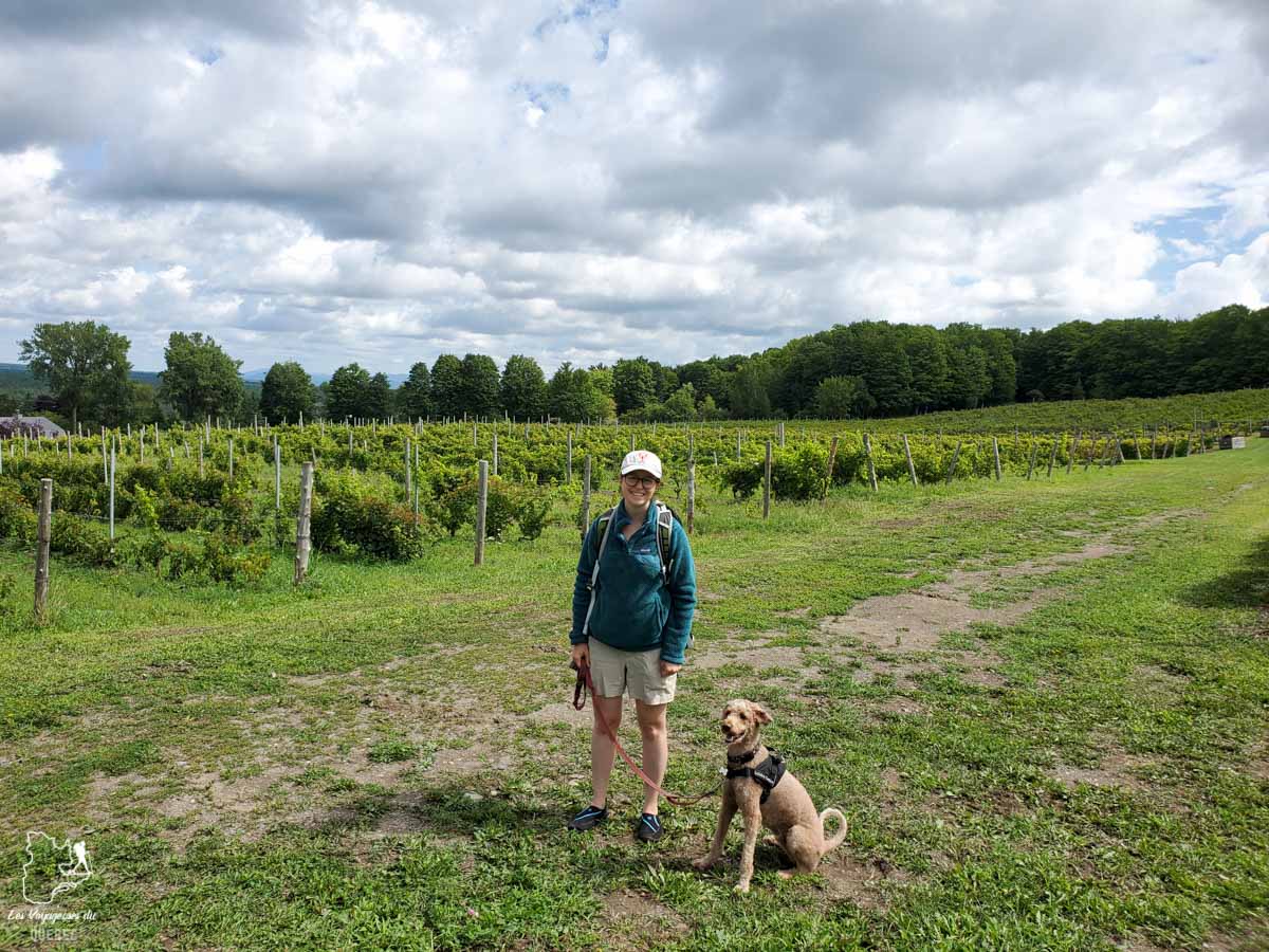 Visite du vignoble Domaine des Côtes d’Ardoise à Dunham avec mon chien dans notre article Quoi faire en Estrie avec son chien : mon itinéraire pour visiter l’Estrie avec Pitou #estrie #cantonsdelest #quebec #bonjourquebec #canada #chien #roadtrip