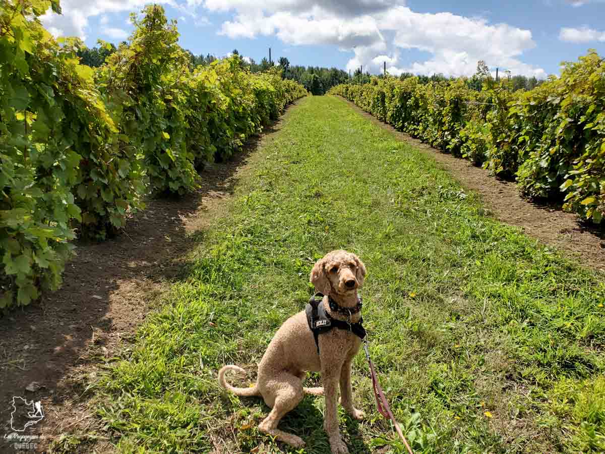 Visite du vignoble de l’Orpailleur à Dunham avec mon chien dans notre article Quoi faire en Estrie avec son chien : mon itinéraire pour visiter l’Estrie avec Pitou #estrie #cantonsdelest #quebec #bonjourquebec #canada #chien #roadtrip