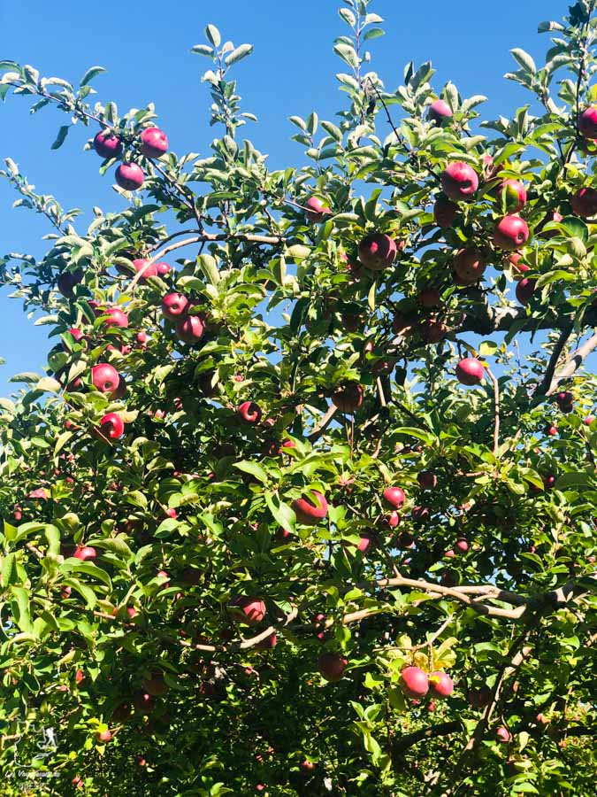 Cueillettes de pommes à la Fromagerie du verger à Saint-Joseph-du-Lac dans les Basses-Laurentides dans notre article Road trip au Québec: 15 road trips thématiques à moins de 2h de Montréal #roadtrip #quebec #itineraire
