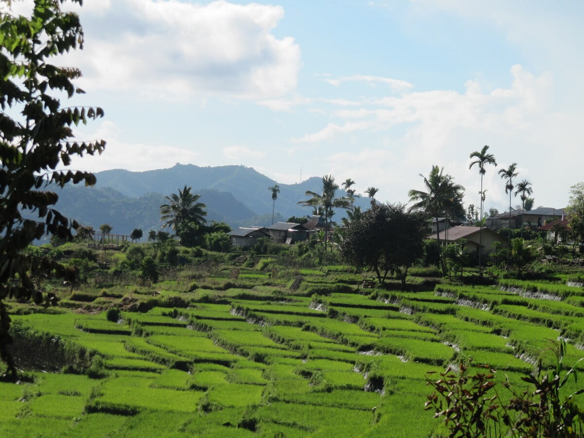 Les rizières de Florès dans notre article Visiter Florès en Indonésie: l'île de Florès, ses beautés et ses curiosités #flores #ile #indonesie #asie #voyage