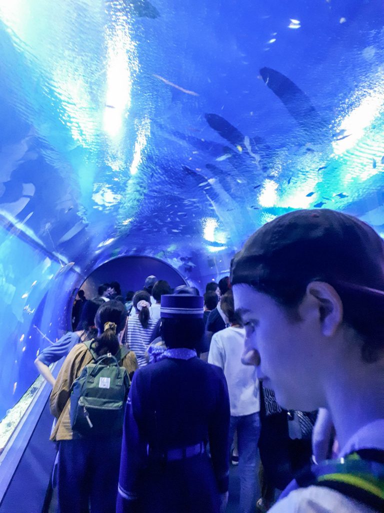 À l'aquarium d'Osaka dans notre article Visiter le Japon en 8 incontournables : que faire lors d’un voyage de 4 semaines #japon #voyage #asie