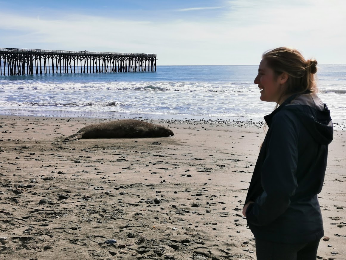 Éléphants de mer à San Simeon sur la Pacific Coast Highway en Californie dans notre article 10 jours de road trip en Californie en mode nature: plages, montagnes et séquoias géants #californie #usa #ouestamericain #etatsunis #voyage #roadtrip