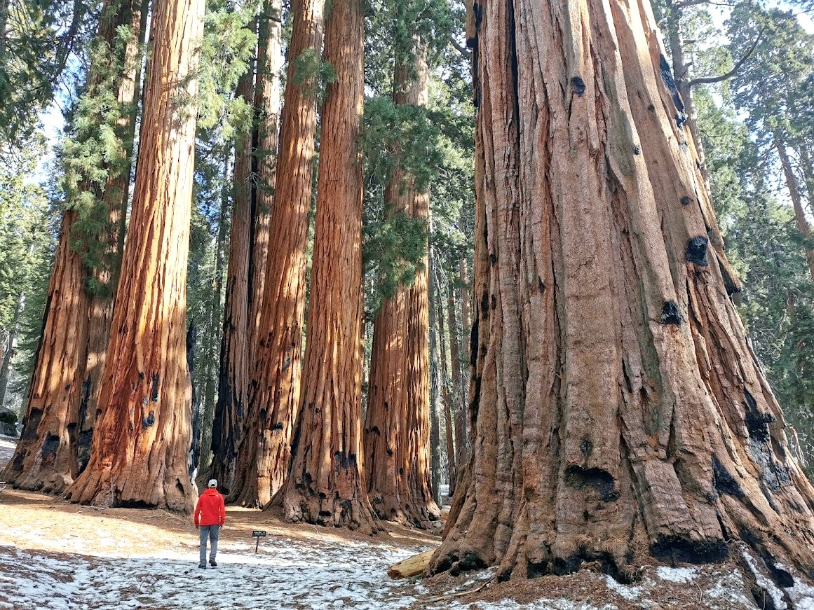 Big Trees Trail au Sequoia National Park en Californie dans notre article 10 jours de road trip en Californie en mode nature: plages, montagnes et séquoias géants #californie #usa #ouestamericain #etatsunis #voyage #roadtrip
