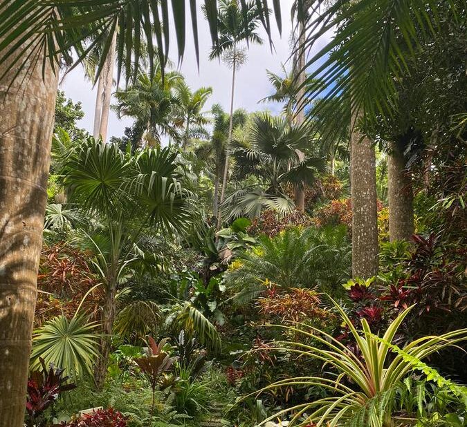 Jardin botanique Hunte's Gardens à la Barbade dans notre article Visiter l'île de la Barbade : Un voyage en Barbade en 10 activités incontournables #barbade #antilles #caraibes #ile #voyage
