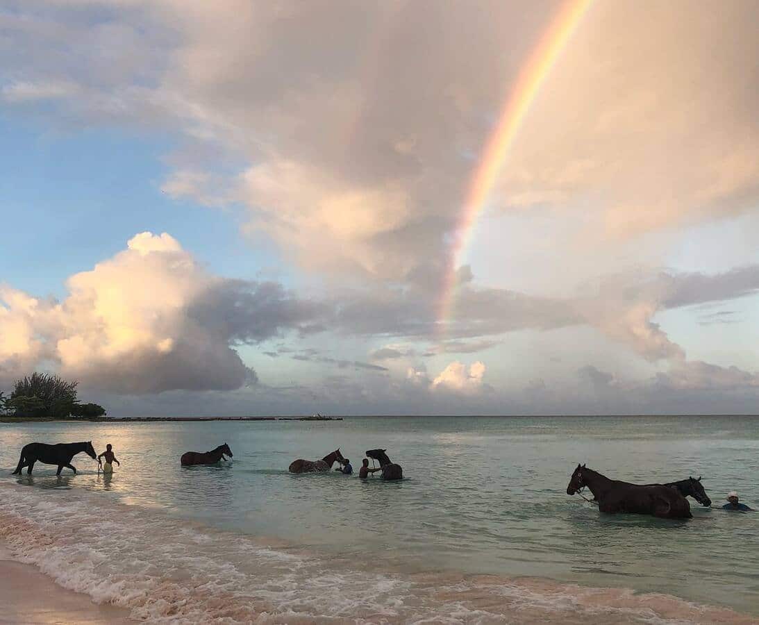 Laver les chevaux à la plage de Peedle à la Barbade dans notre article Visiter l'île de la Barbade : Un voyage en Barbade en 10 activités incontournables #barbade #antilles #caraibes #ile #voyage