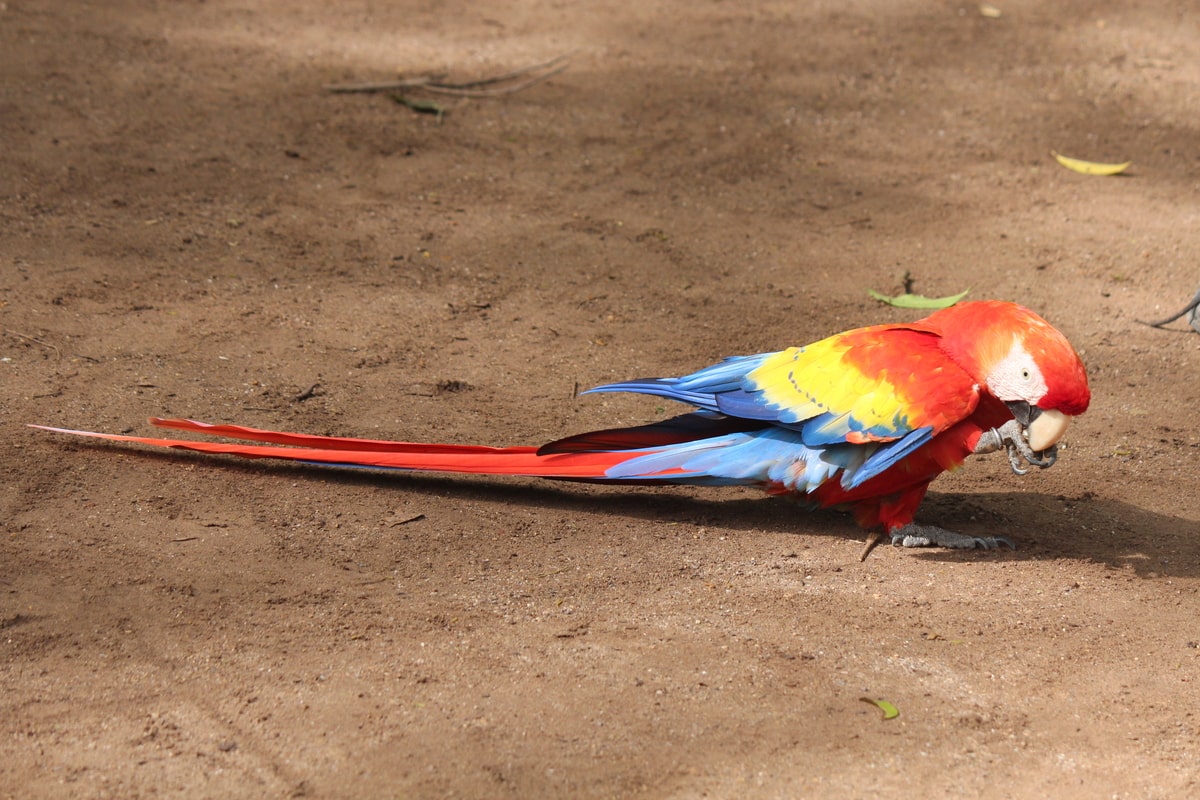 Macaw Mountain Bird Sanctuary au Honduras dans notre article Voyage au Honduras et sur l'île de Roátan : Que faire et visiter au Honduras en 1 semaine #honduras #roatan #voyage #ameriquecentrale #copan