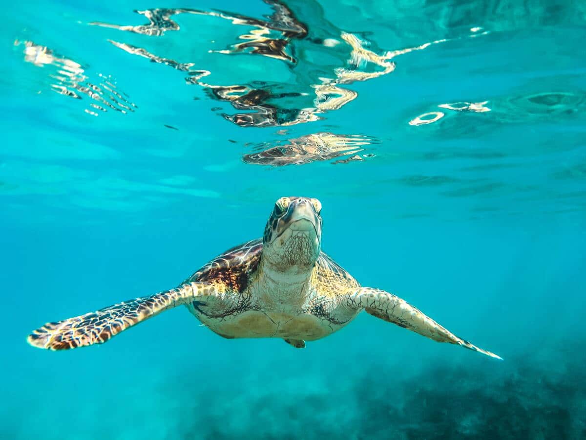 Protection des tortues de mer à la Barbade dans notre article Visiter l'île de la Barbade : Un voyage en Barbade en 10 activités incontournables #barbade #antilles #caraibes #ile #voyage