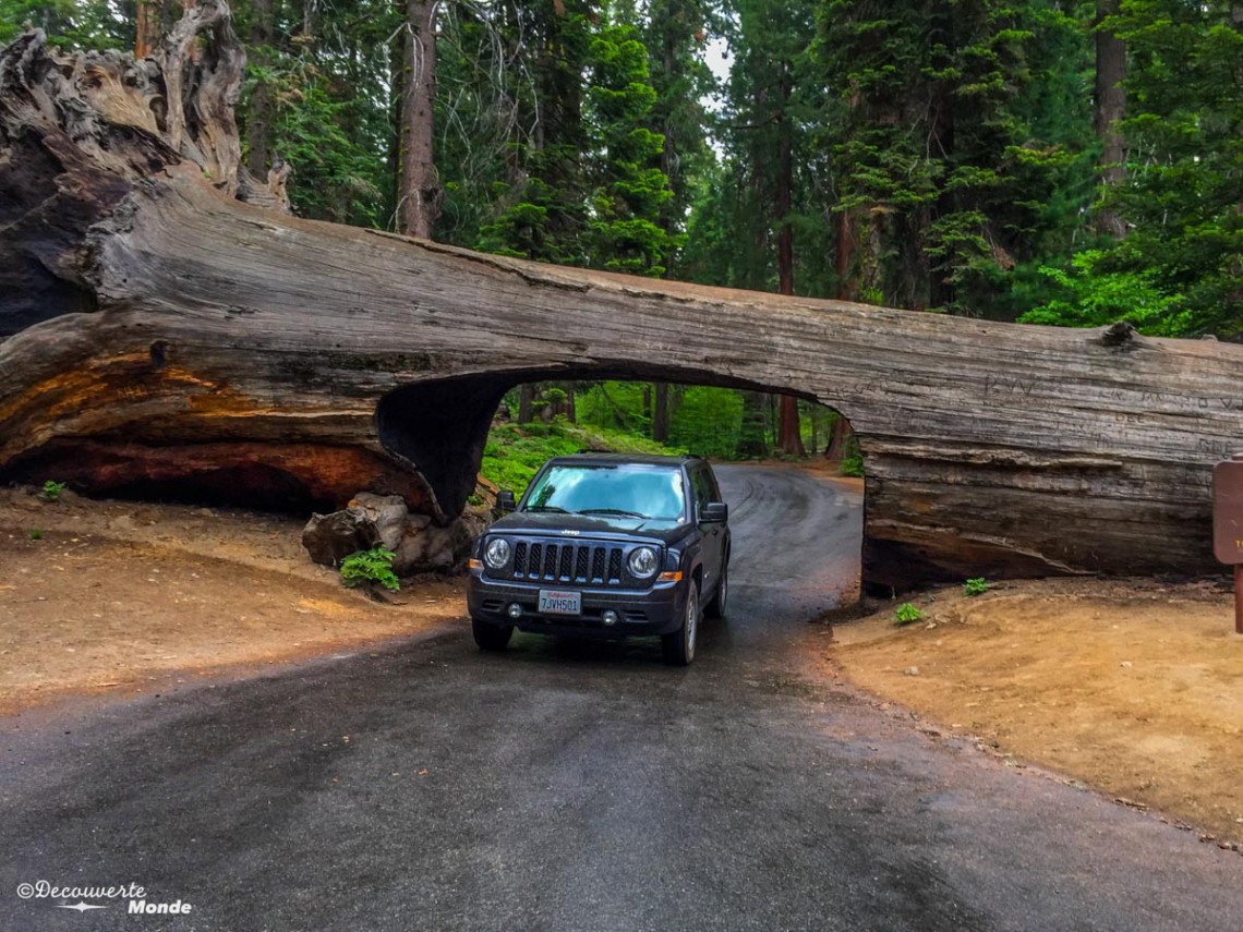 Sequoia géant en Californie dans notre article 10 jours de road trip en Californie en mode nature: plages, montagnes et séquoias géants #californie #usa #ouestamericain #etatsunis #voyage #roadtrip