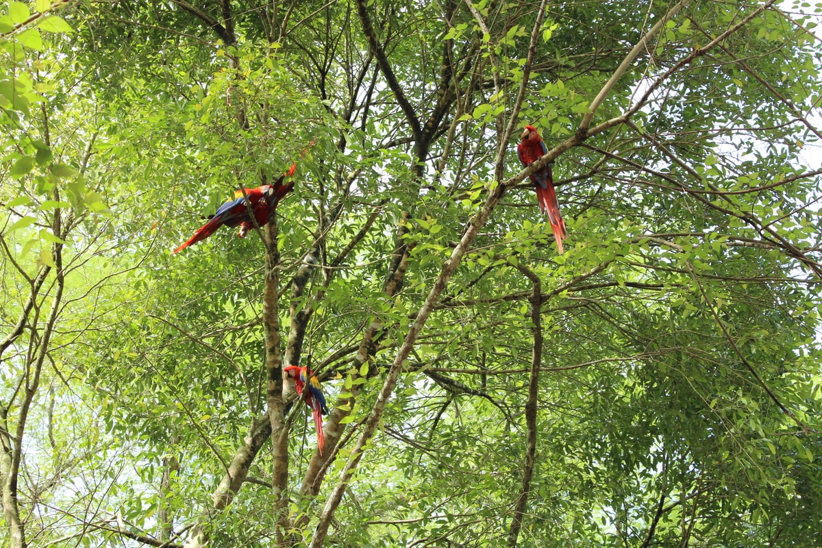 Perroquets du Macaw Mountain Bird Sanctuary au Honduras dans notre article Voyage au Honduras et sur l'île de Roátan : Que faire et visiter au Honduras en 1 semaine #honduras #roatan #voyage #ameriquecentrale #copan