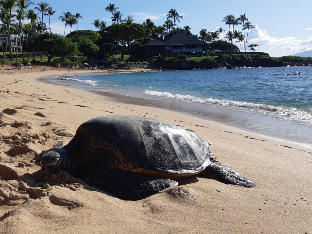 Nager avec les tortues à Kapalua Bay à Maui dans notre article L'île de Maui à Hawaii : quoi faire à Maui et visiter en 9 activités et incontournables #maui #hawaii #voyage #usa #ile