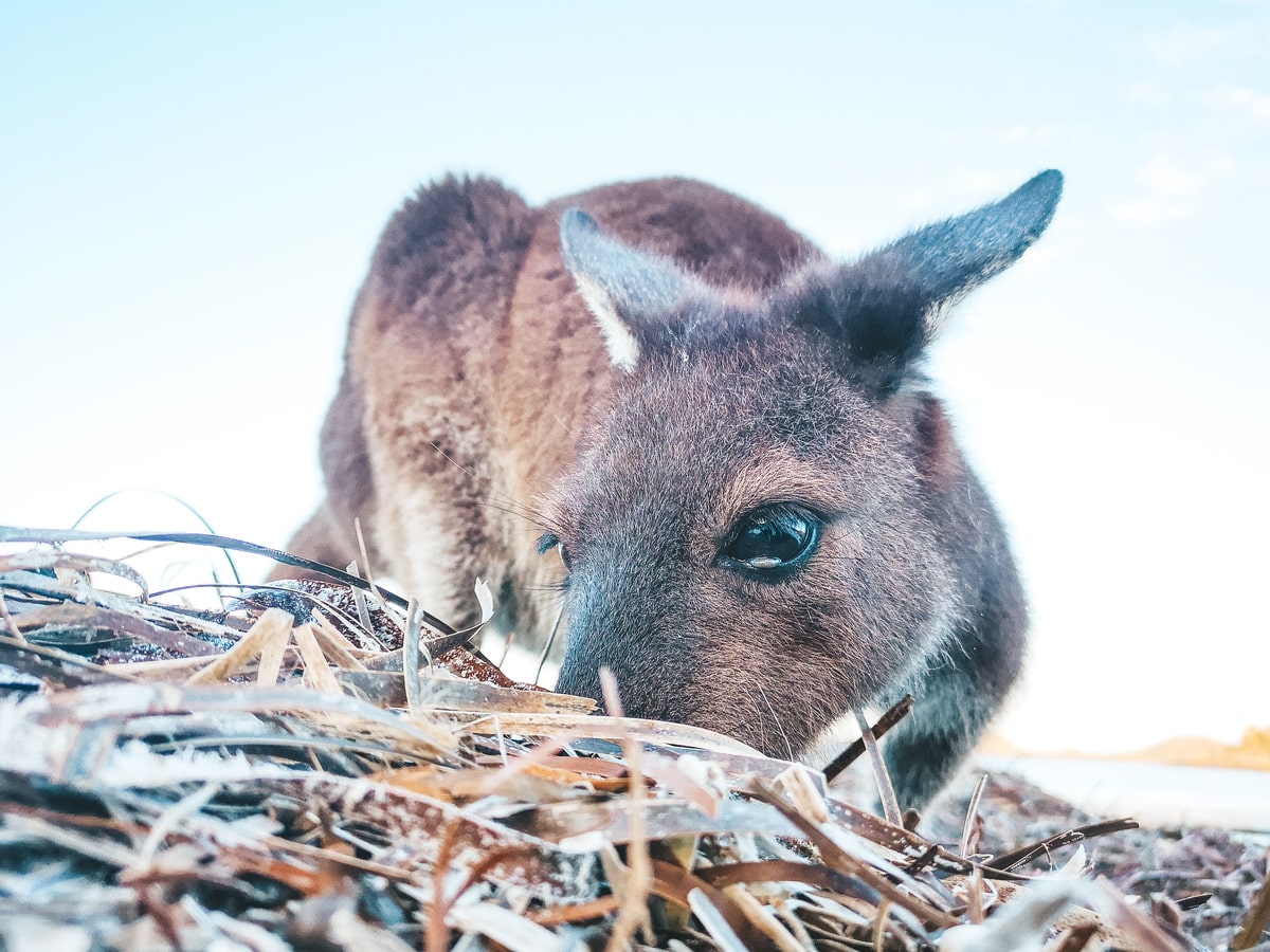 Kangourou sur la plage à Cape Le Grand National Park à l'Esperance en Australie dans notre article Que voir en Australie et visiter : 12 incontournables de mon voyage en Australie #australie #oceanie #voyage