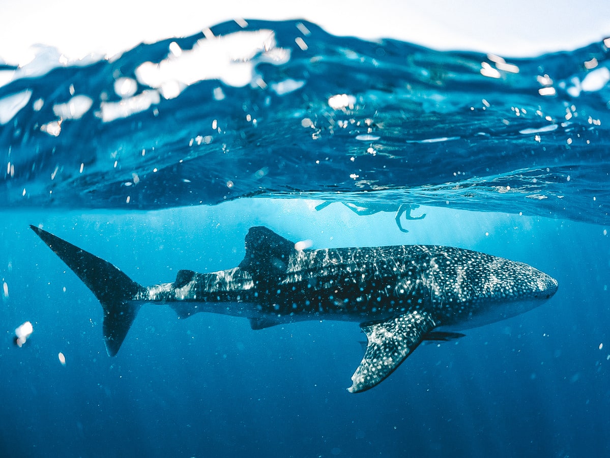 Nager avec les requins-baleines à Exmouth au Cape Range en Australie dans notre article Que voir en Australie et visiter : 12 incontournables de mon voyage en Australie #australie #oceanie #voyage
