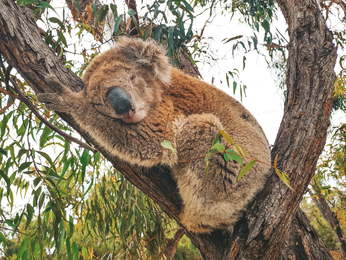 Koala sur Raymond Island en Australie dans notre article Que voir en Australie et visiter : 12 incontournables de mon voyage en Australie #australie #oceanie #voyage