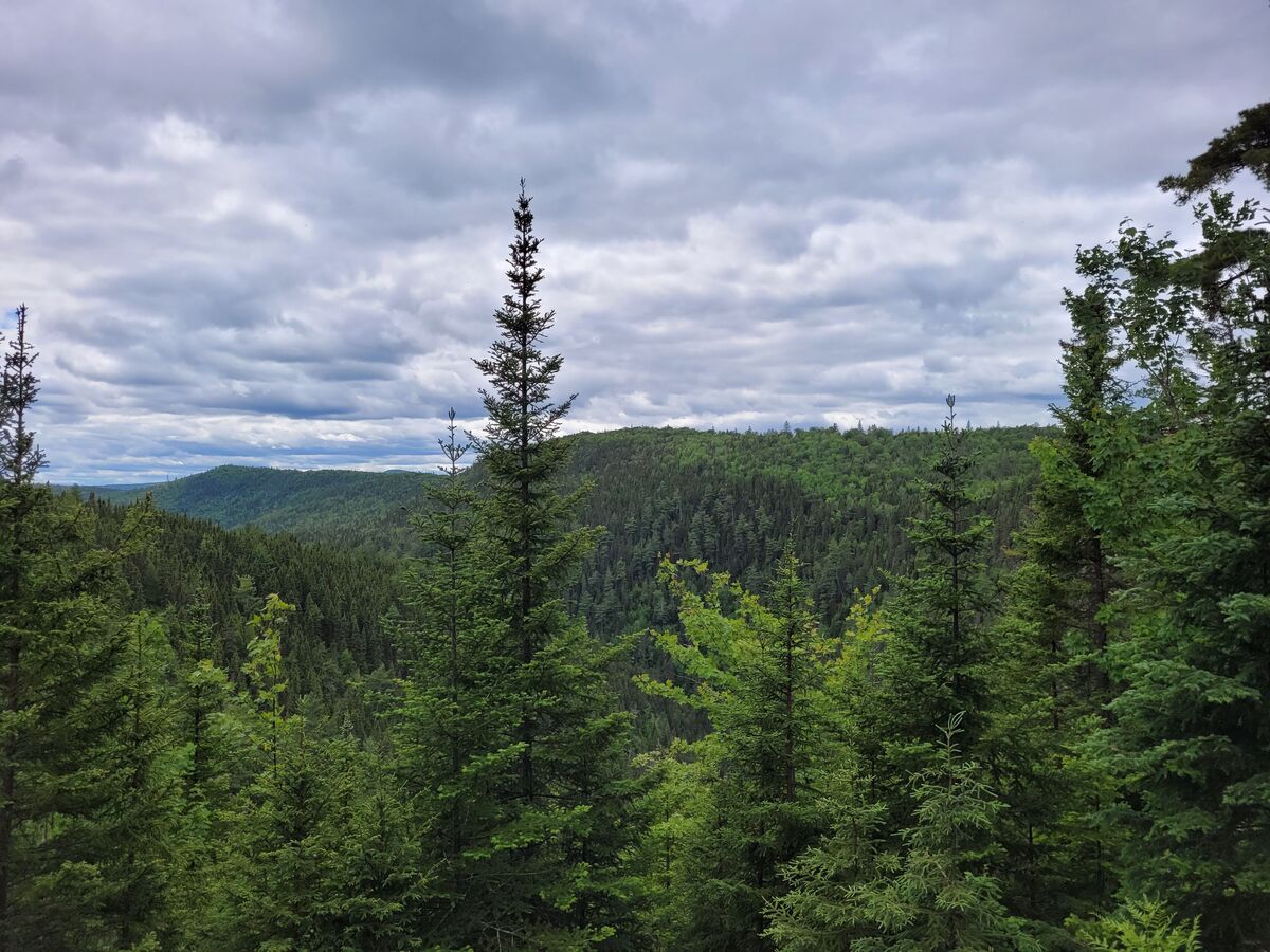 Forêt dans la Vallée de la Matapédia en Gaspésie dans notre article Sentier International des Appalaches au Québec (SIA) : Mes 650 km de randonnée sur le GR A1 en Gaspésie #SIA #quebec #GRA1 #sentier #randonnee #longuerandonnnee #gaspesie