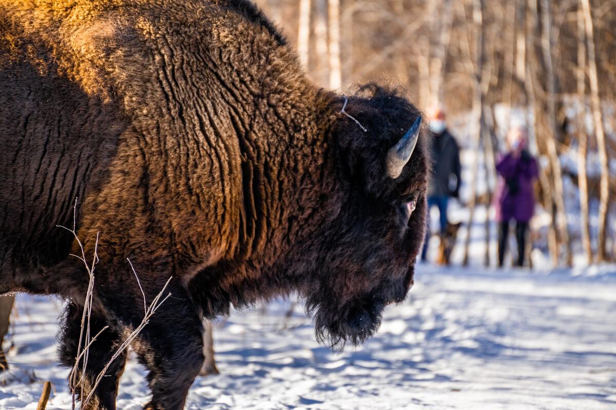 Observation de bisons au parc national Elk Island en Alberta dans notre article 6 expériences incroyables pour observer la flore et la faune du Canada #faune #flore #canada