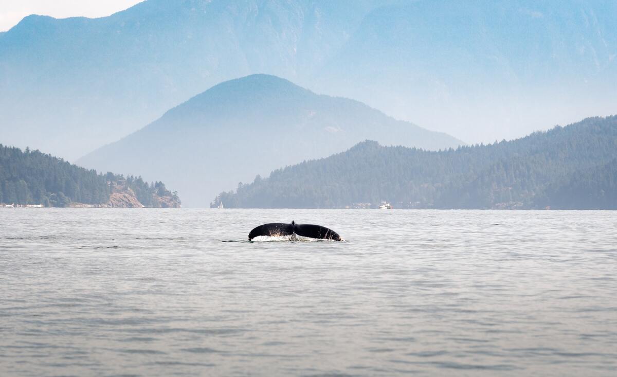 Observer des baleines en Colombie-Britannique dans notre article 6 expériences incroyables pour observer la flore et la faune du Canada #faune #flore #canada