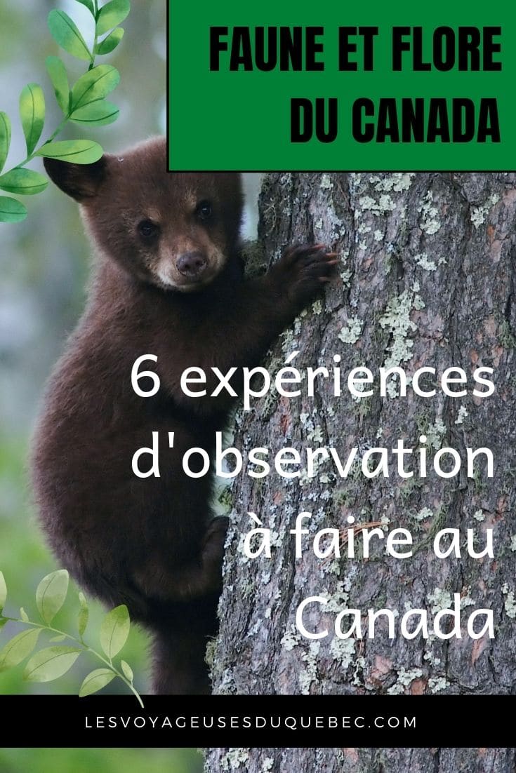 6 expériences incroyables pour observer la flore et la faune du Canada #faune #flore #canada