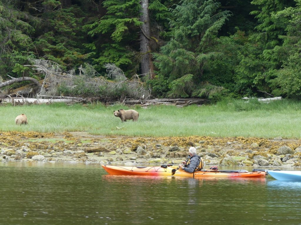 Observer des grizzlys en kayak en Colombie-Britannique dans notre article 6 expériences incroyables pour observer la flore et la faune du Canada #faune #flore #canada