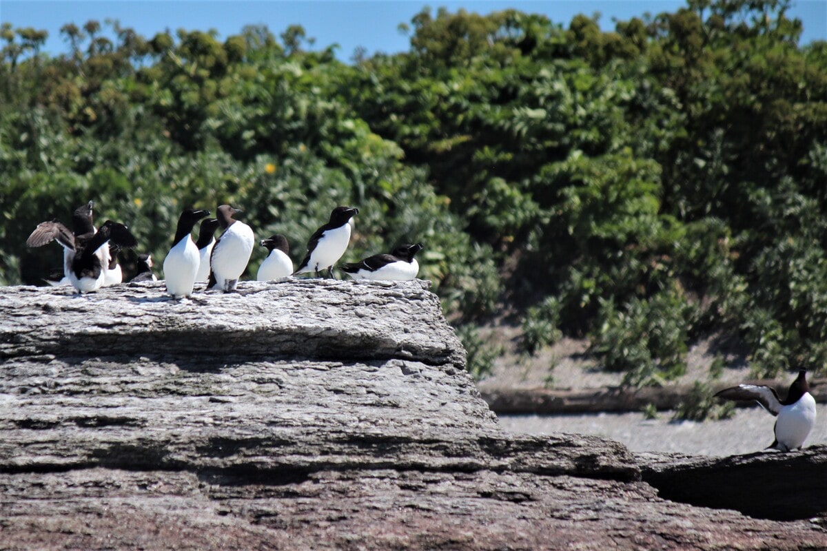 Petits pingouins de l'archipel de Mingan dans notre article Voyage sur l'archipel de Mingan sur la Côte-Nord : Quelle île de Mingan choisir et quoi y faire #mingan #cotenord #quebec