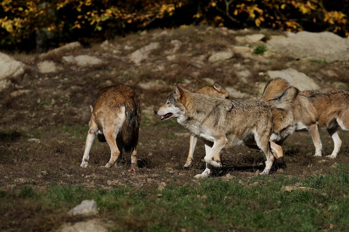 Au Yamnuska Wolfdog Sanctuary en Alberta dans notre article 6 expériences incroyables pour observer la flore et la faune du Canada #faune #flore #canada