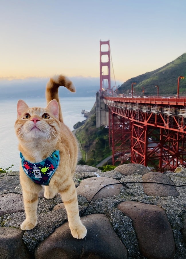 Siméon devant le pont Golden Gate dans notre article La vanlife : Elle quitte tout pour voyager et vivre en van avec son chat #vanlife #vivreenvan #voyagerenvan #livinginavan #travellifestyle