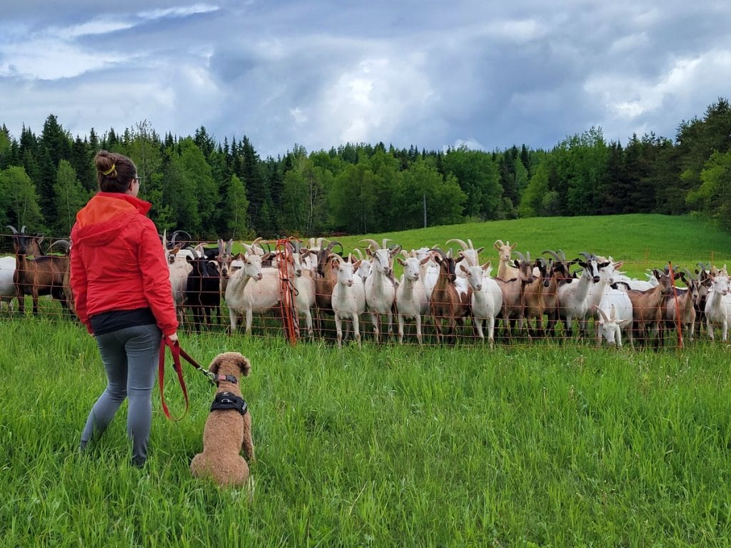 Visiter Chaudière-Appalaches avec son chien : itinéraire gourmand et nature #chaudiereappalaches #quebec #canada #chien #voyage