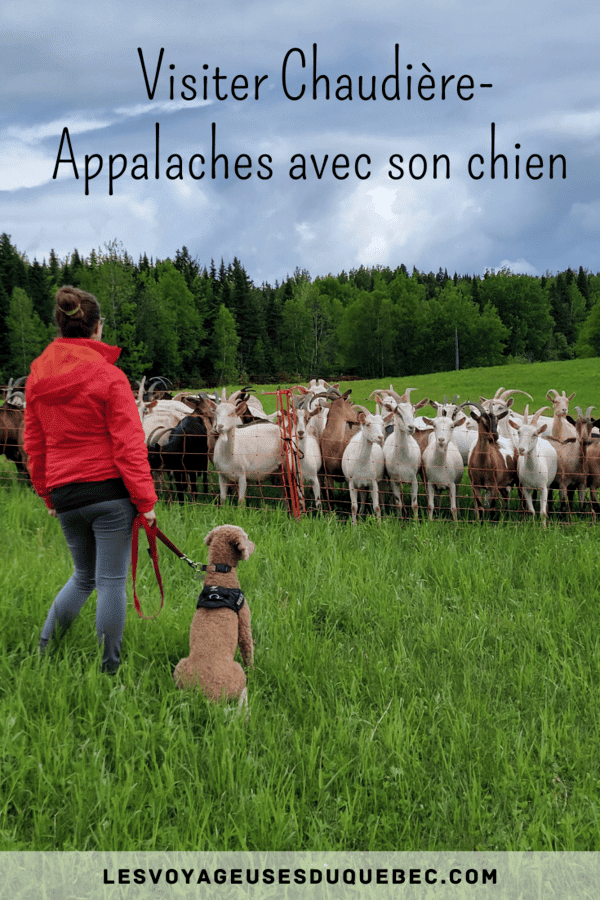 Visiter Chaudière-Appalaches avec son chien : itinéraire gourmand et nature #chaudiereappalaches #quebec #canada #chien #voyage
