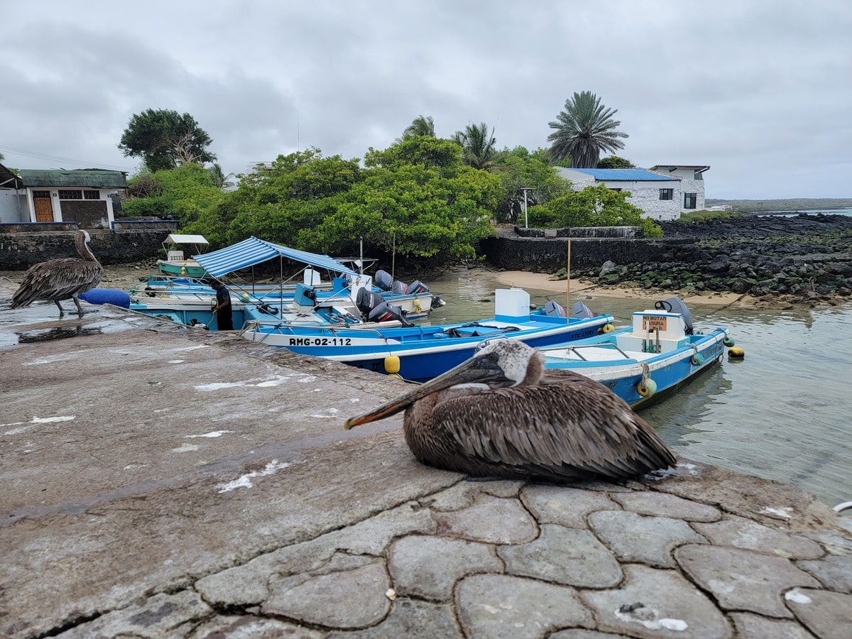 Pélican sur l'île de Santa Cruz dans notre article Visiter les Galapagos : Le plus beau à voir des îles Galapagos en Équateur #galapagos #ilesgalapagos #equateur #voyage