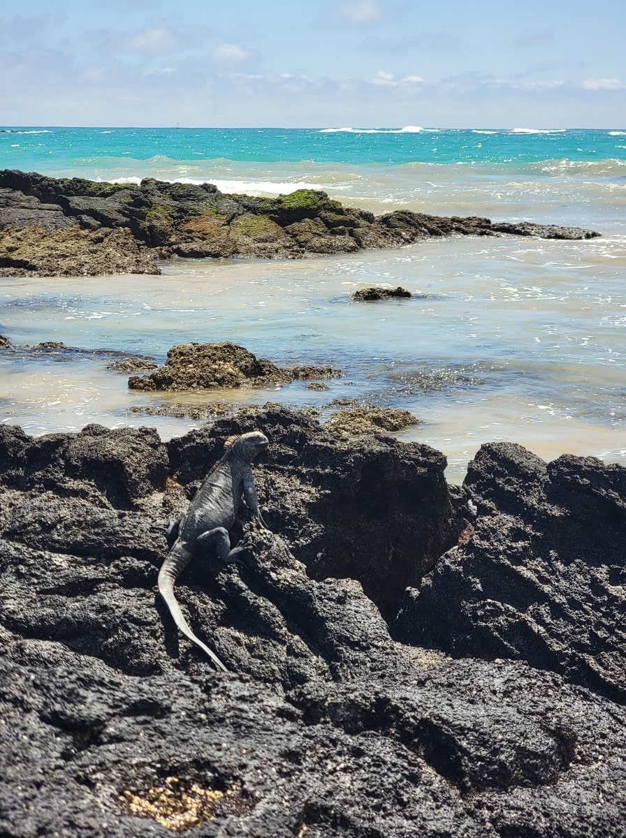 Iguane marine de l'île d'Isabela dans notre article Visiter les Galapagos : Le plus beau à voir des îles Galapagos en Équateur #galapagos #ilesgalapagos #equateur #voyage