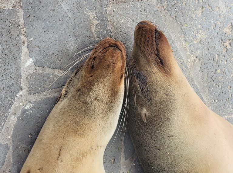 Lions de mer aux îles Galapagos dans notre article Visiter les Galapagos : Le plus beau à voir des îles Galapagos en Équateur #galapagos #ilesgalapagos #equateur #voyage